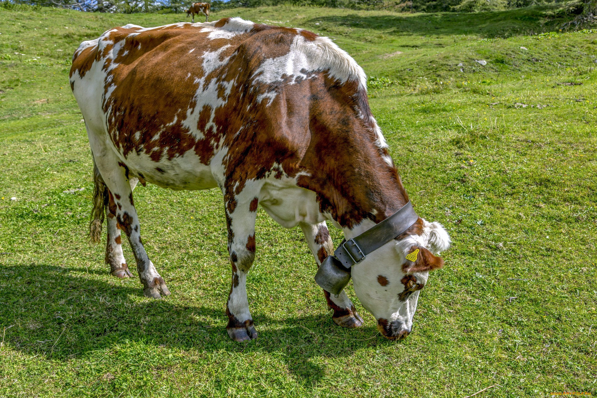 , ,  , alpine, milk, cow